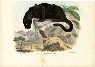 Javan Leopard by Raimundo Petraroja